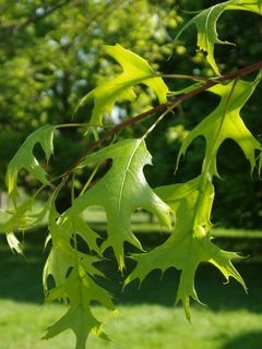 Quercus palustris (Roble de los Pantanos): Elegancia y Color en Otoño - comprar online