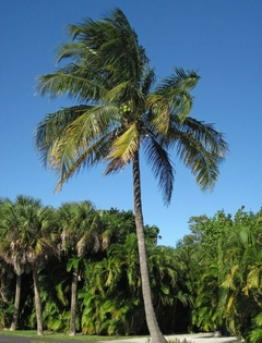 Palmera Cocotera: Elegancia Tropical para Tu Hogar y Jardín