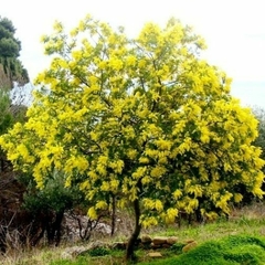Acacia dealbata
