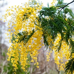 flores Acacia dealbata
