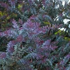 acacia rubra purpurea