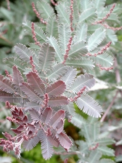 hoja de acacia rubra