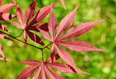 Hojas de Acer palmatum 'Atropurpureum' con un intenso color rojo, destacando en un fondo verde.