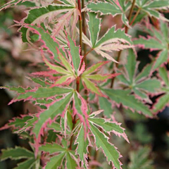 Acer palmatum ‘Butterfly’ follaje rosa y crema