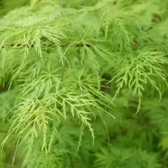 Hojas verdes delicadas del arce japonés Acer palmatum 'Seiryu'