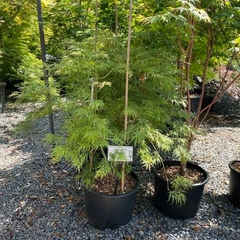 Arce japonés 'Seiryu', también conocido como Acer palmatum dissectum, en maceta, con follaje delicado y verde, en un vivero.