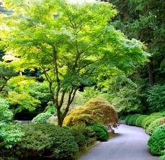 acer palmatum verde
