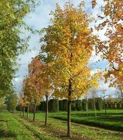 Acer saccharinum en jardín