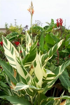 achira variegada Canna Indica Variegata