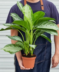 Aglaonema Pattaya comprar