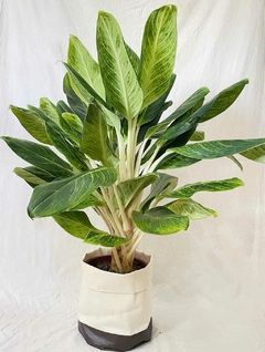 aglaonema king planta de interior grandes