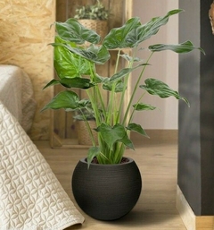 precio alocasia cucullata