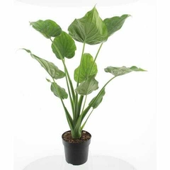 alocasia mano de buda