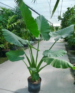 Planta Alocasia oreja de elefante con hojas grandes y verdes, ideal para decoración de espacios amplios.