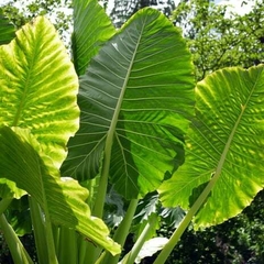 planta hojas grandes