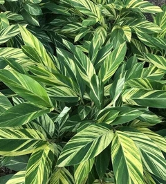 alpinia variegatta 
