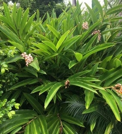 alpinia verde planta exterior