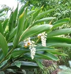 Plantas para cerco alpinia