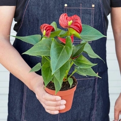 anthurium flor roja precio