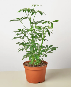 planta aralia verde