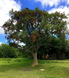 Árbol Ceibo, árbol nacional de Argentina, con flores rojas intensas en un entorno natural.