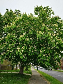 Árbol Peltophorum dubium con flores blancas y hojas verdes, ubicado en una vereda.