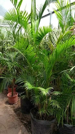 Palmeras areca grandes en macetas, ideales para decorar espacios amplios y dar un toque verde.