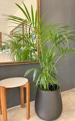 plantas para decorar interiores