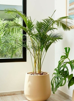 Planta de interior en maceta beige junto a una ventana, con hojas verdes y brillantes.