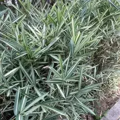 ambú Japonés Variegado con cañas verdes y blancas