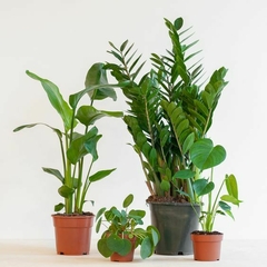 Varias plantas en macetas, incluyendo una planta de hojas grandes, una planta en maceta negra y dos plantas pequeñas en macetas de terracota.