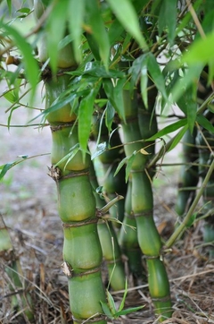 Bambú de Buda con cañas hinchadas