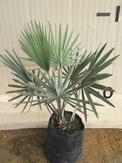 Palmera Azul Bismarckia nobilis en maceta, con hojas verdes y azuladas que se extienden en varias direcciones.