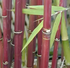 tronco de Borinda fungosa




hojas de Borinda fungosa








