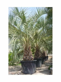 palmera butia grande