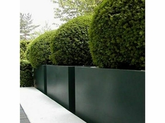 Buxus usado en cercos vivos