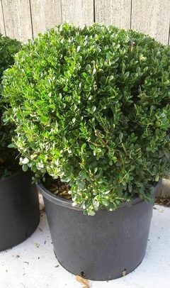 Buxus en maceta con poda topiaria





