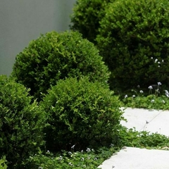 Detalle de hojas del Buxus
