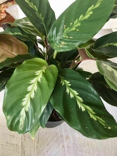 calathea louisae