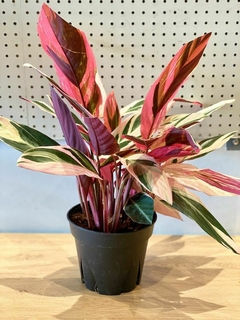 calathea triostar precio