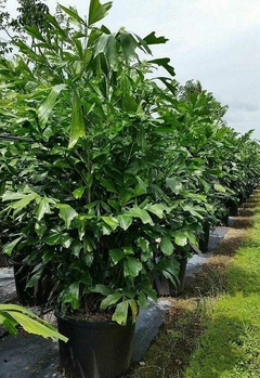 Palmera caryota (cola de pez) grande y exótica en macetas, con hojas verdes brillantes, alineadas en un vivero