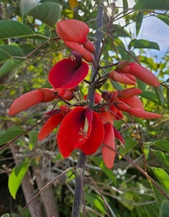 Flores rojas intensas del árbol Ceibo, el árbol nacional de Argentina, rodeadas de hojas verdes.