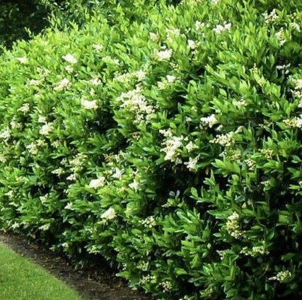 Olea Texana - Compra Plantas Ornamentales Online