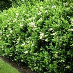 Arbusto Olea Texana con flores blancas, ideal para cercos vivos en jardines.