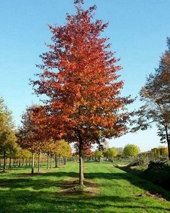 Árbol Quercus rubra con follaje rojo en un paisaje otoñal.