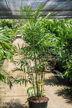 Planta Chamaedorea Seifrizii en maceta negra, con hojas verdes. Se encuentra en un vivero rodeada de otras plantas.