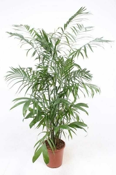 chamaedorea bambusoides