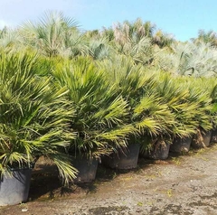 Palmeras Chamaerops humilis en macetas, perfectas para decorar jardines con un estilo tropical.