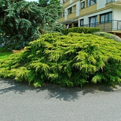 Juniperus chinensis 'Old Gold' - Elegancia Dorada para Tu Jardín - comprar online