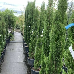 Cupressus sempervirens precios